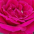 Rdeča - Mini - pritlikave vrtnice     - Ciklámen